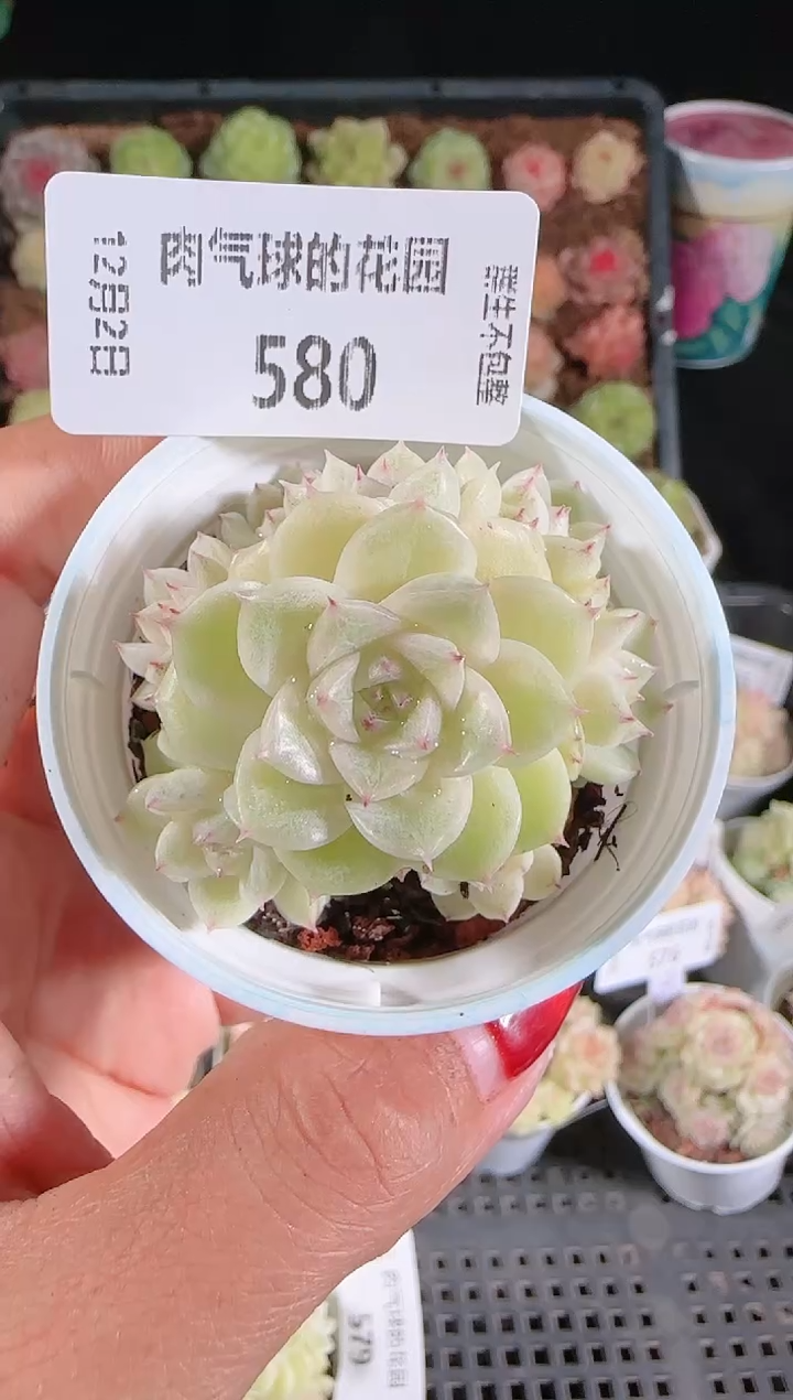 1202-580ttp117多肉群生不包整