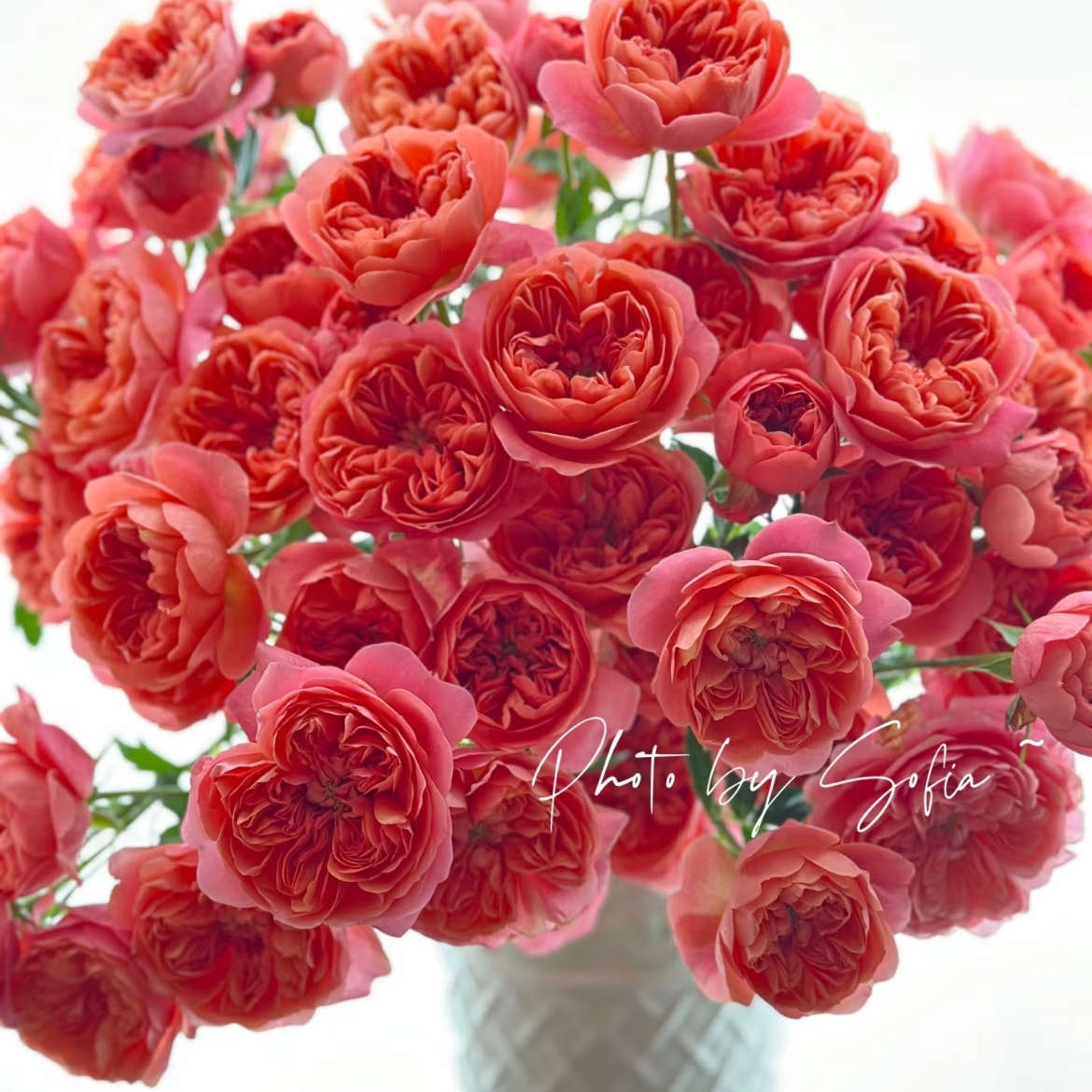 红果汁多头玫瑰云南昆明基地直发新鲜插花家用水养鲜花