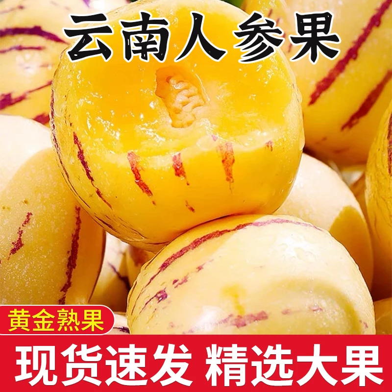 【现摘现发】正宗云南黄肉人参果当季新鲜水果消暑清甜多汁