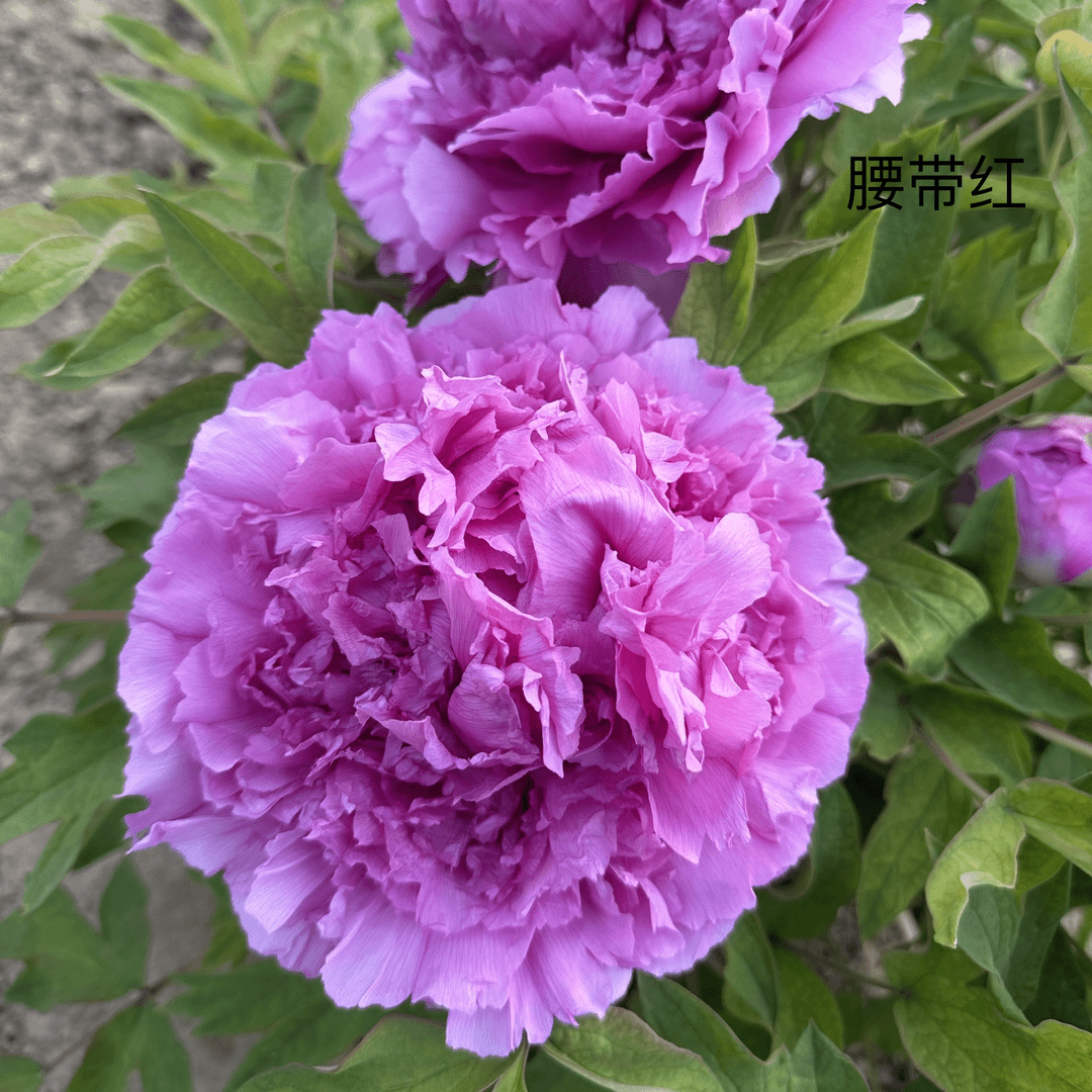 【腰带红】正宗洛阳重瓣牡丹花苗北方耐寒盆栽地栽室内庭院花卉牡丹