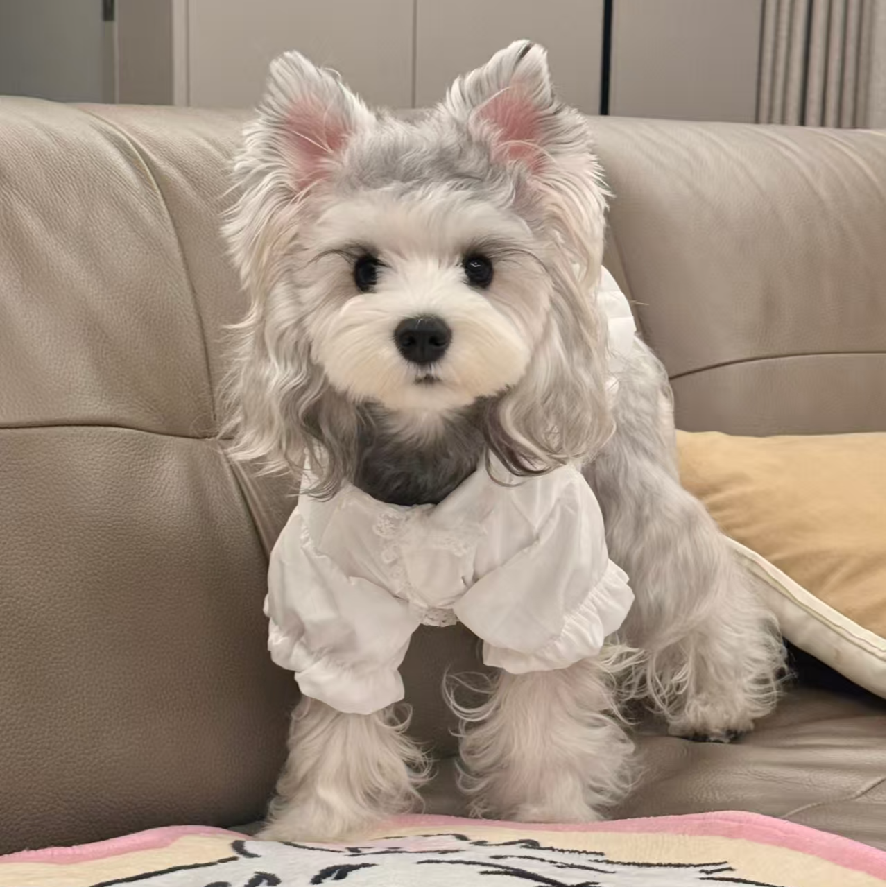 （木木家的雪纳瑞）狗狗活体