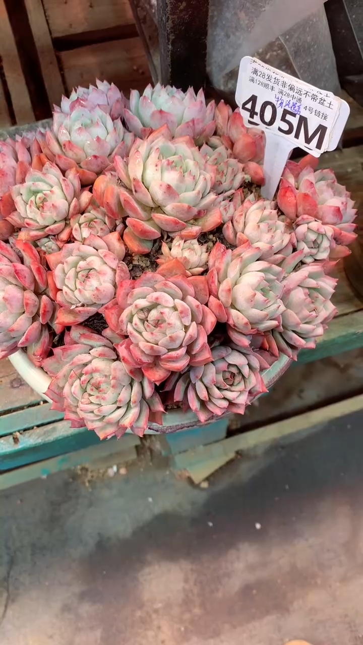 405M  不带盆价  只发物流 （一物一拍，精品多肉，所见即所得 ）