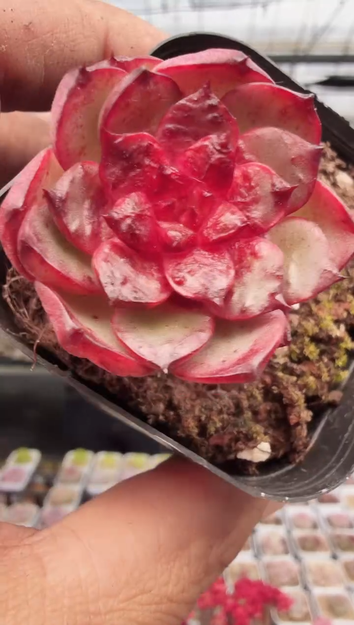 东云多肉园新款-153