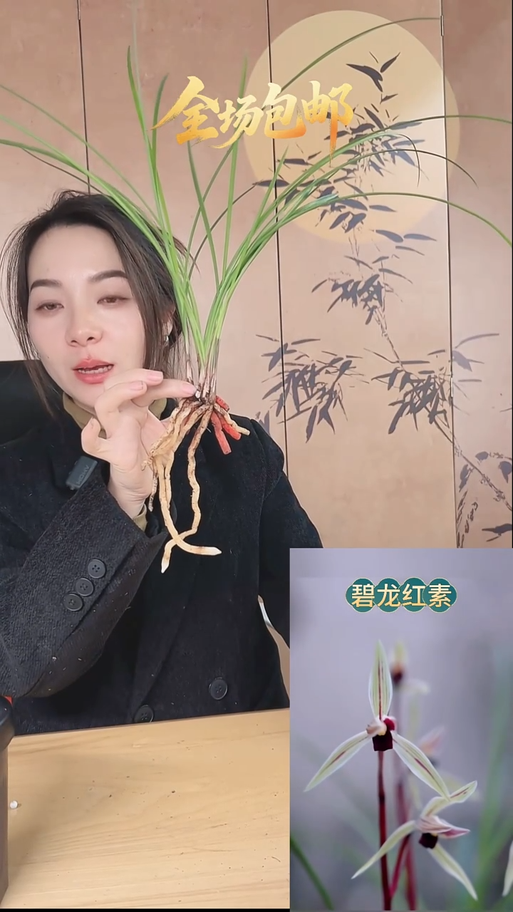 当前无花栽培后可以开花：碧龙红素