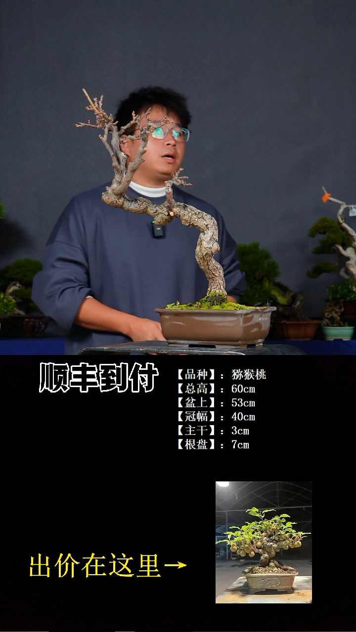 无花朵猕猴桃bubaoyou