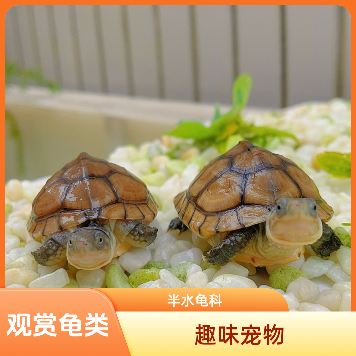 观赏龟半水龟宠物龟变色龙小青龟（人工合法养殖）