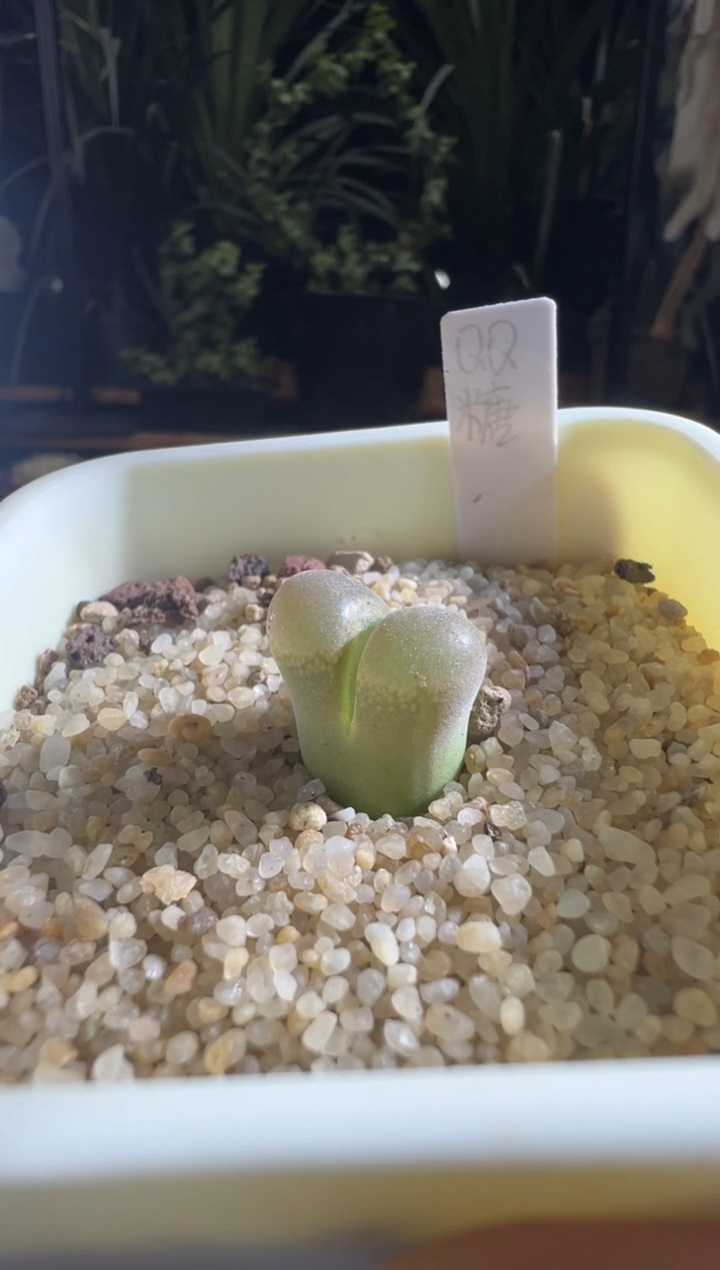 095-qq糖风铃....冰柠檬~