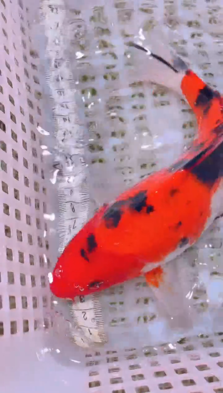 锦鲤冷水观赏鱼全场包邮234