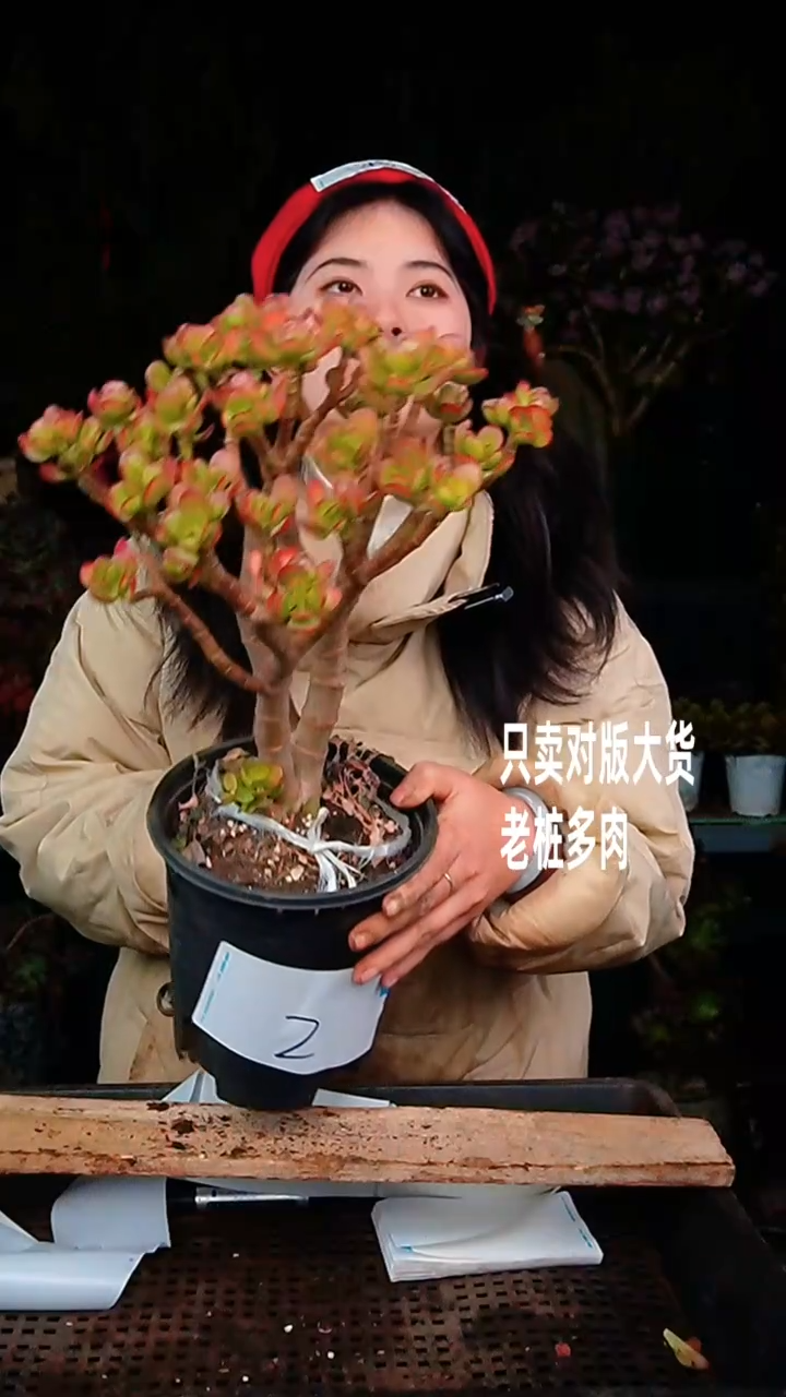 【闪购商品】摇钱树2号