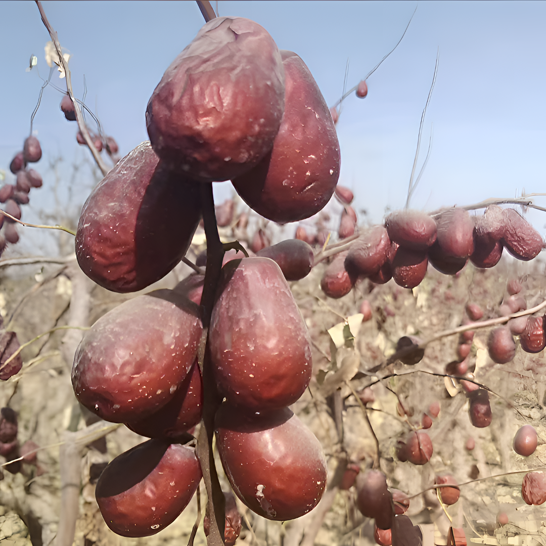 【新疆直发】25年新货新疆正宗和田大枣  树上自然吊干未清洗