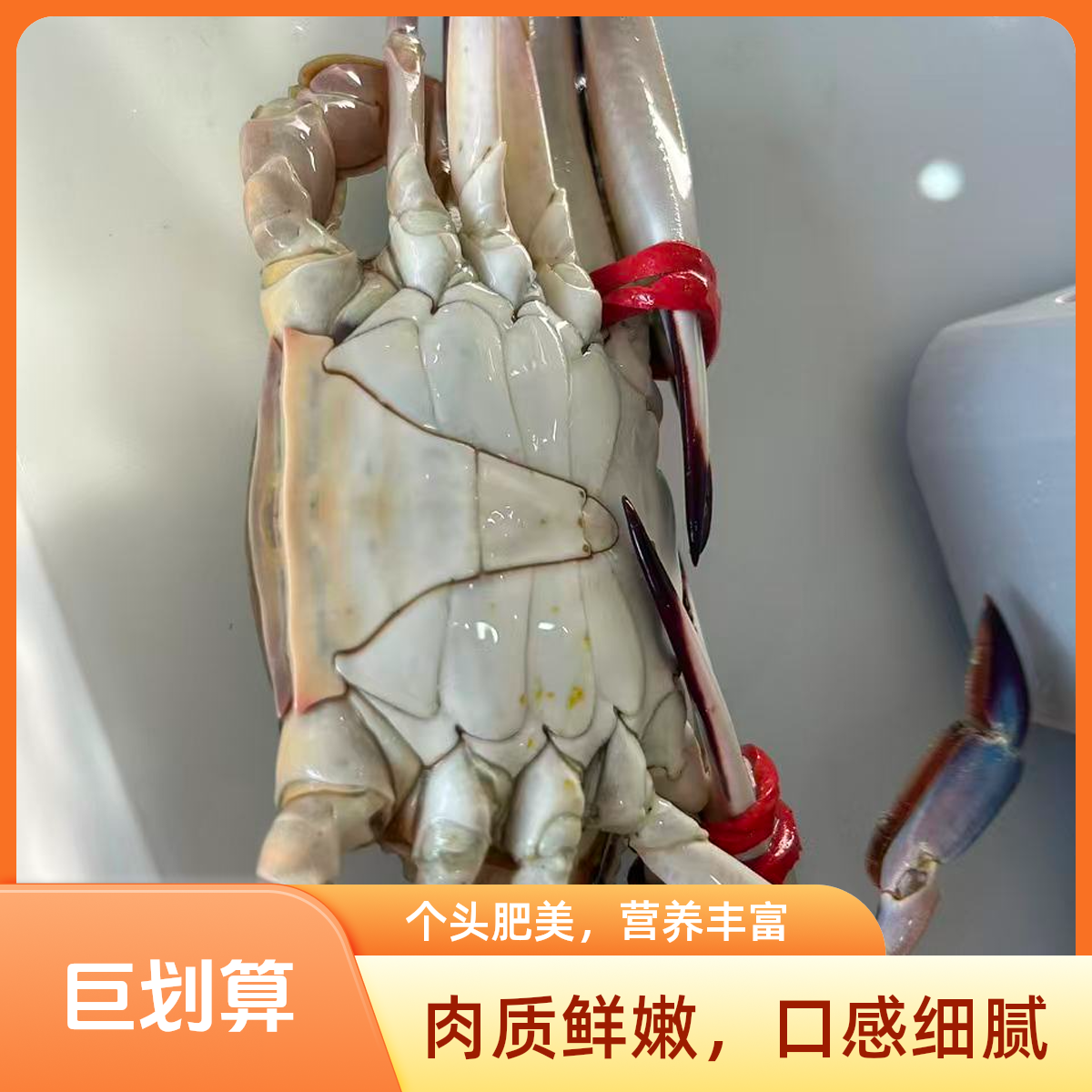 【保鲜不保活】大公蟹单只7两一1斤两斤3-4只