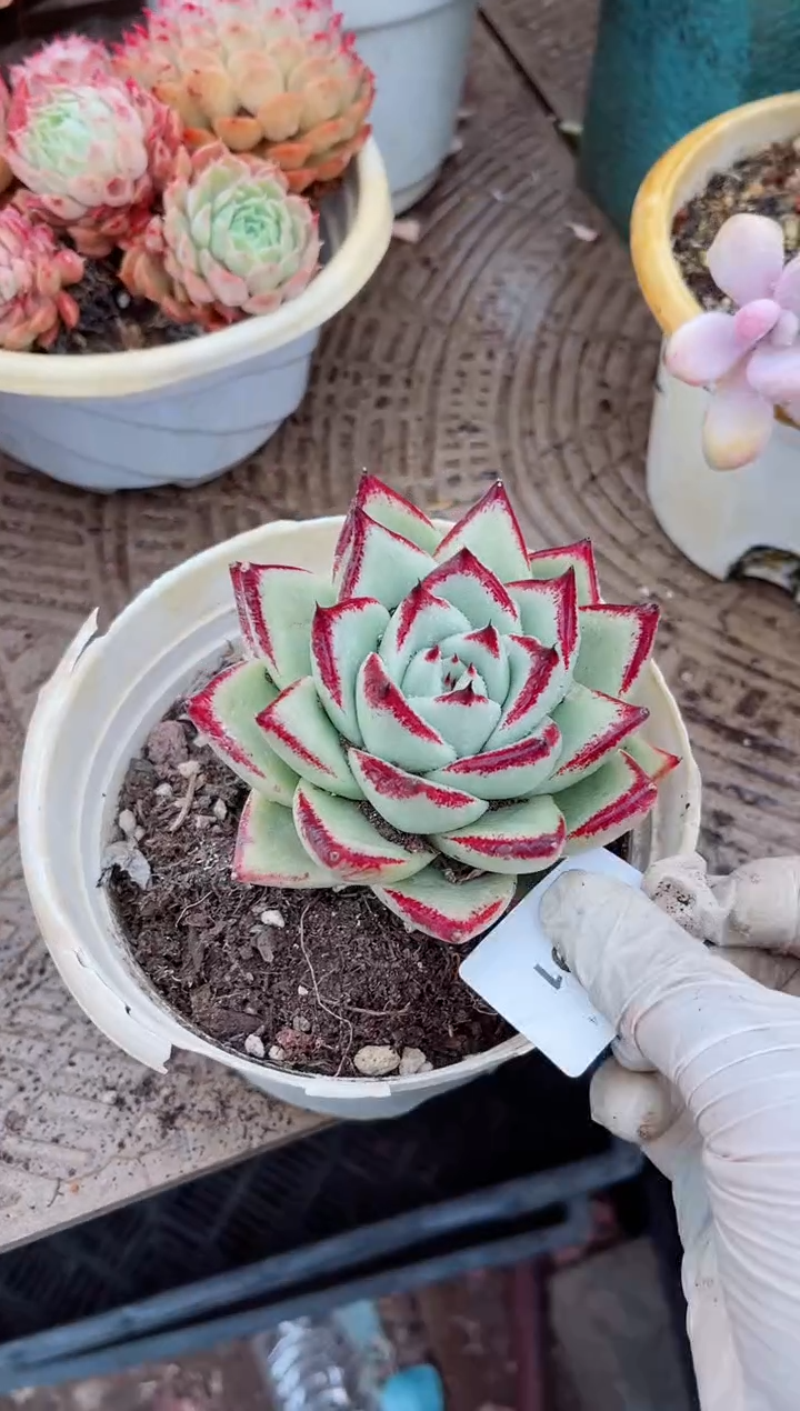 【闪购商品】04591