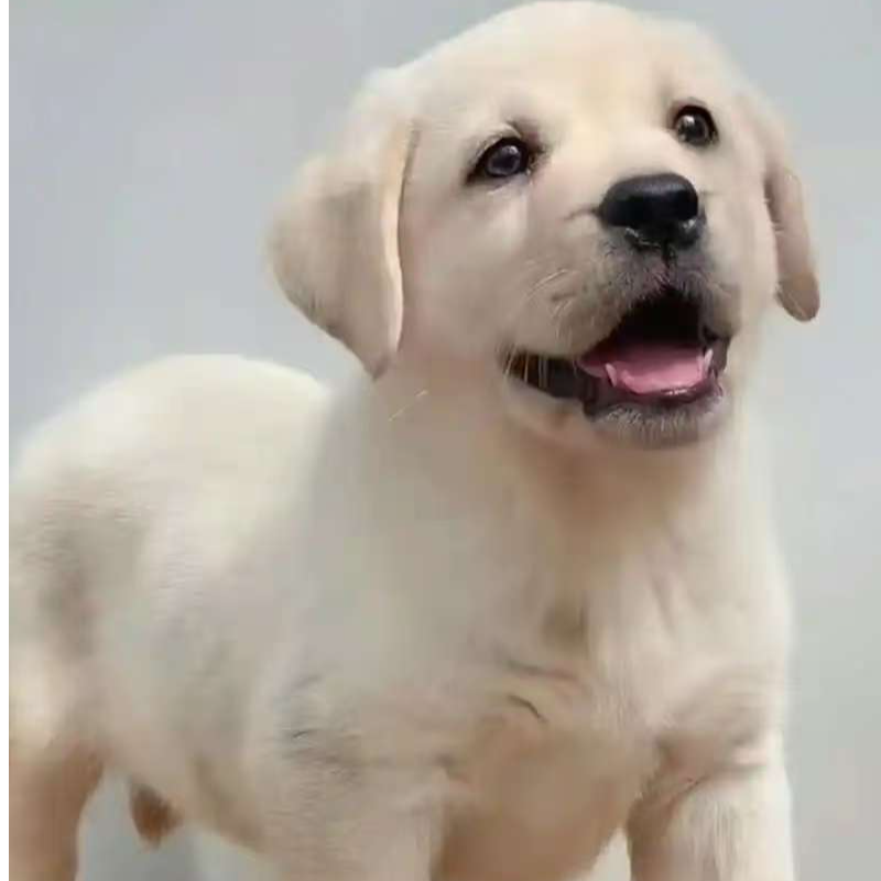 一物一拍狗狗活体幼仔拉布拉多比格犬田园犬土狗宠物