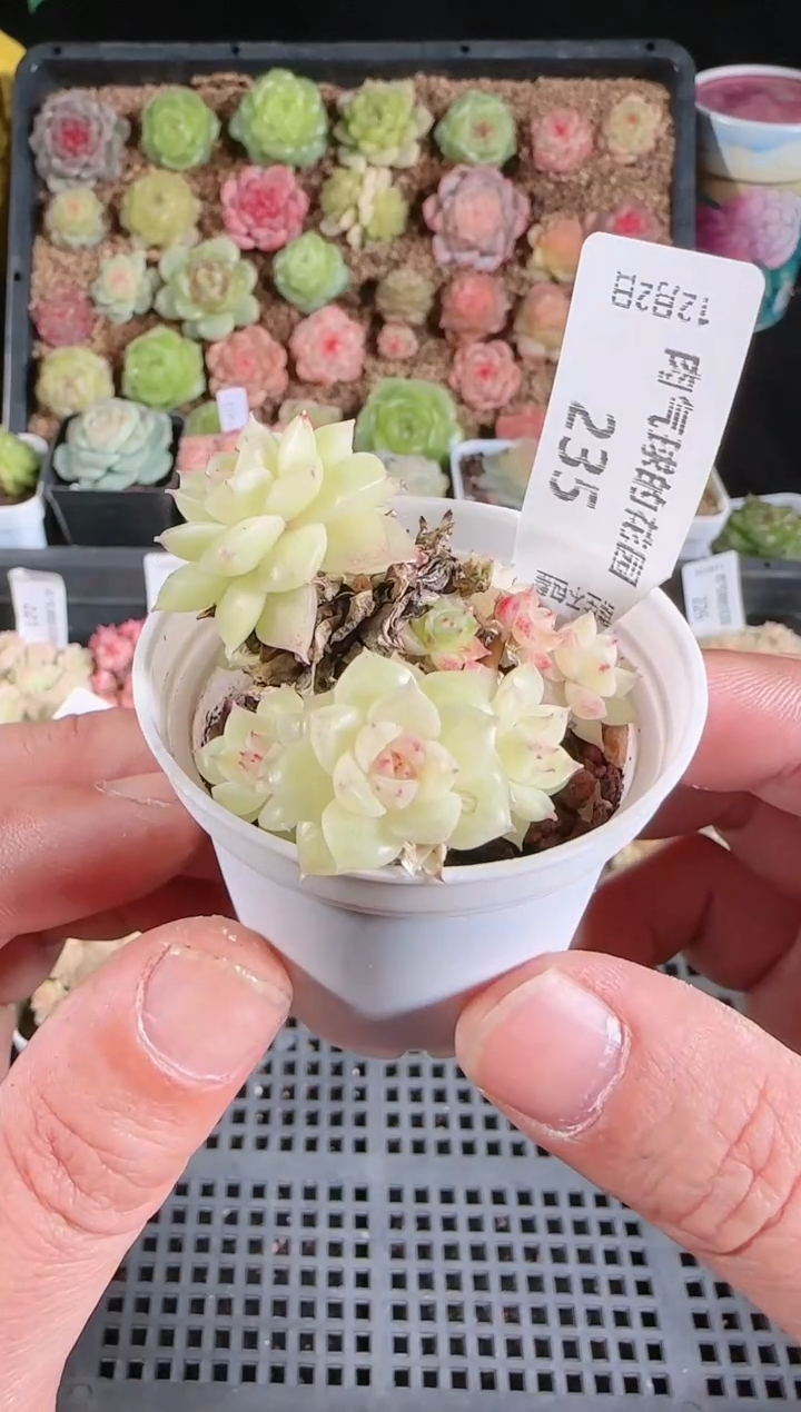 1202-235多肉群生不包整