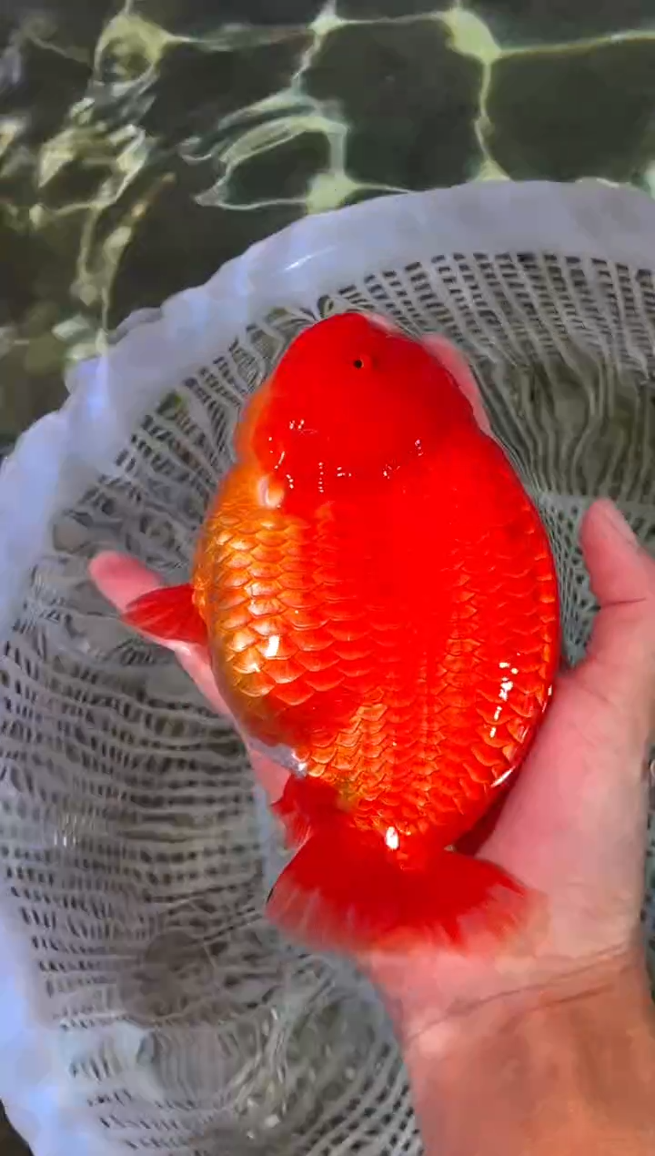 金鱼（运费到付，马印灯下展示）福州追鱼兰寿金鱼