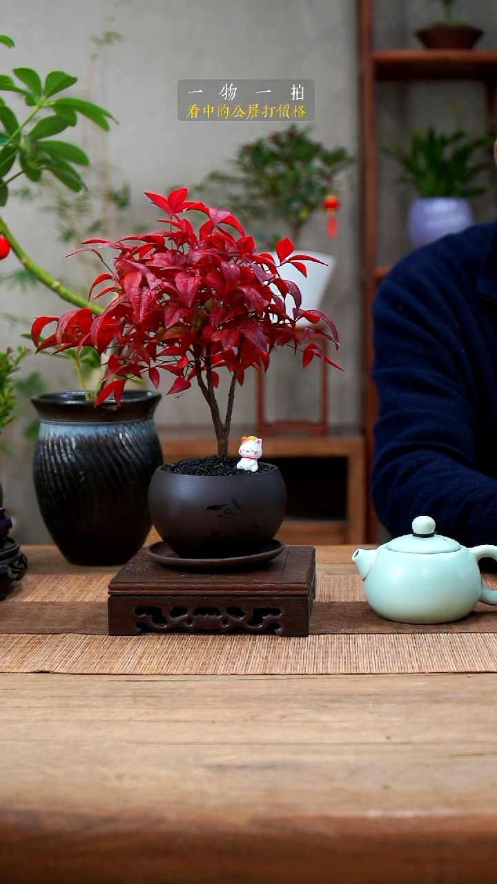 完全开放红*瑚南天竹012