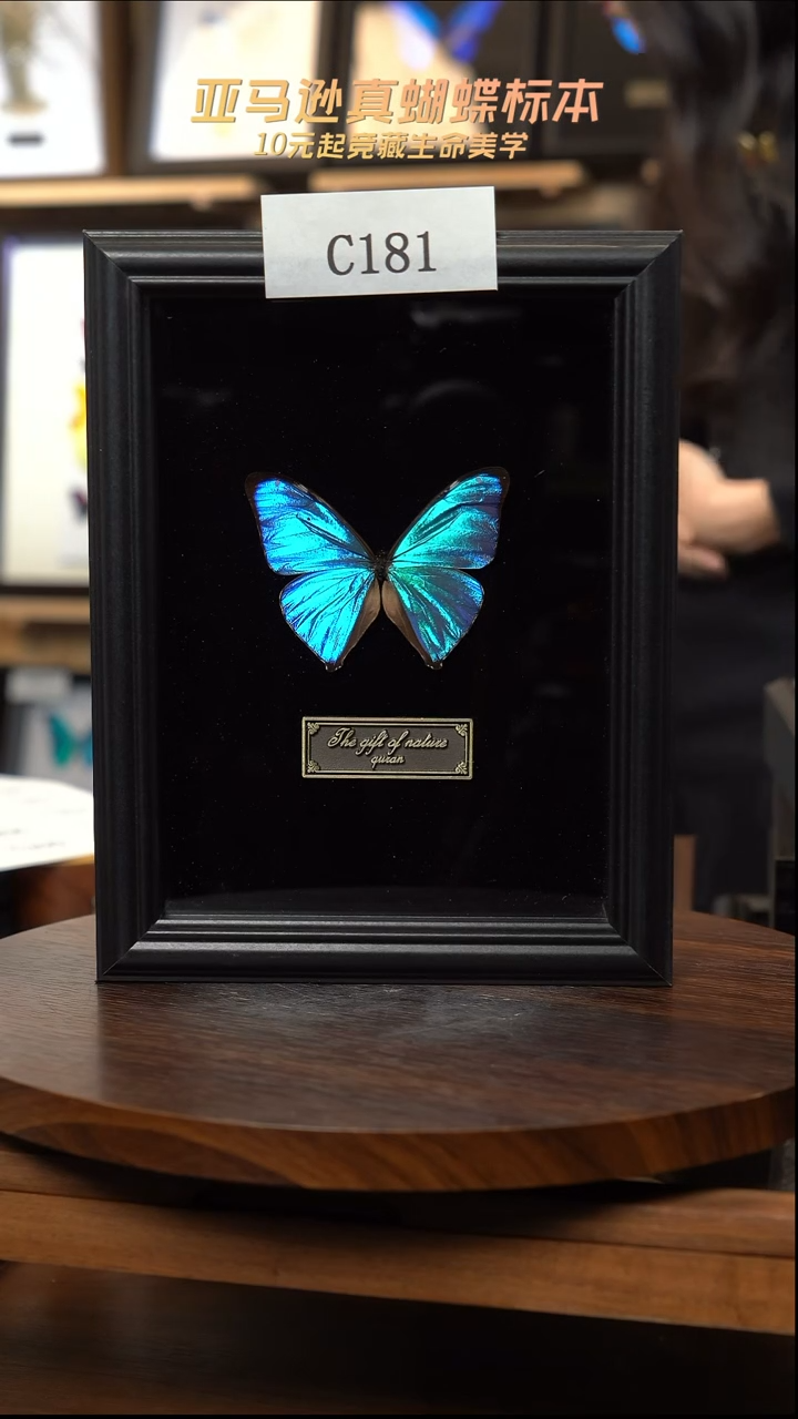 小蓝蝴蝶标本摆件竞拍c181