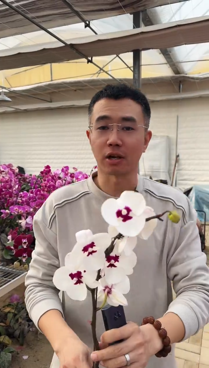 完全开放踏雪寻梅1棵