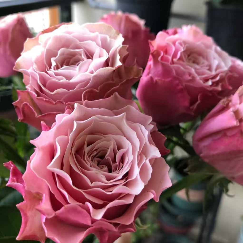 超新品【伯利兹】 大花 花期久盆栽月季