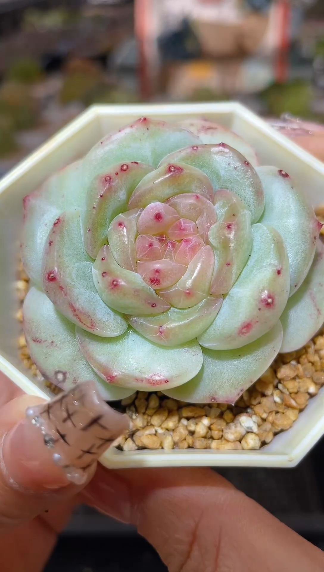 【闪购商品】189花朵果冻