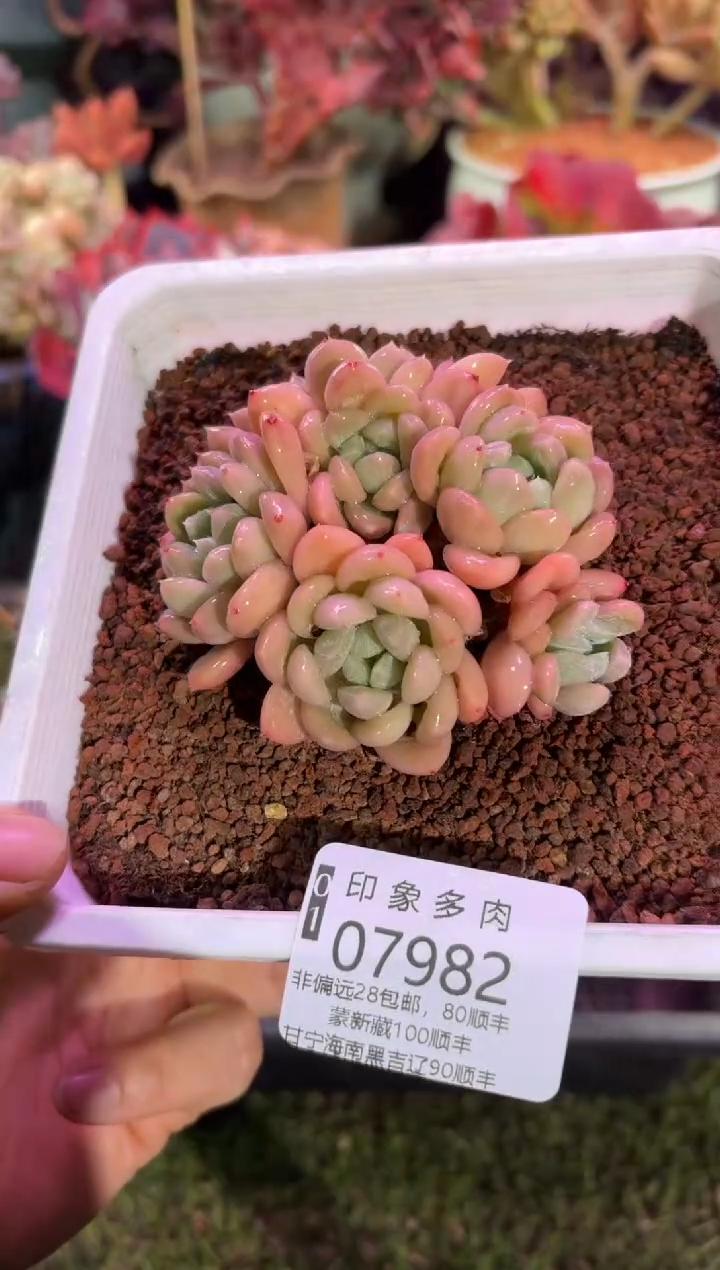 【闪购商品】07982