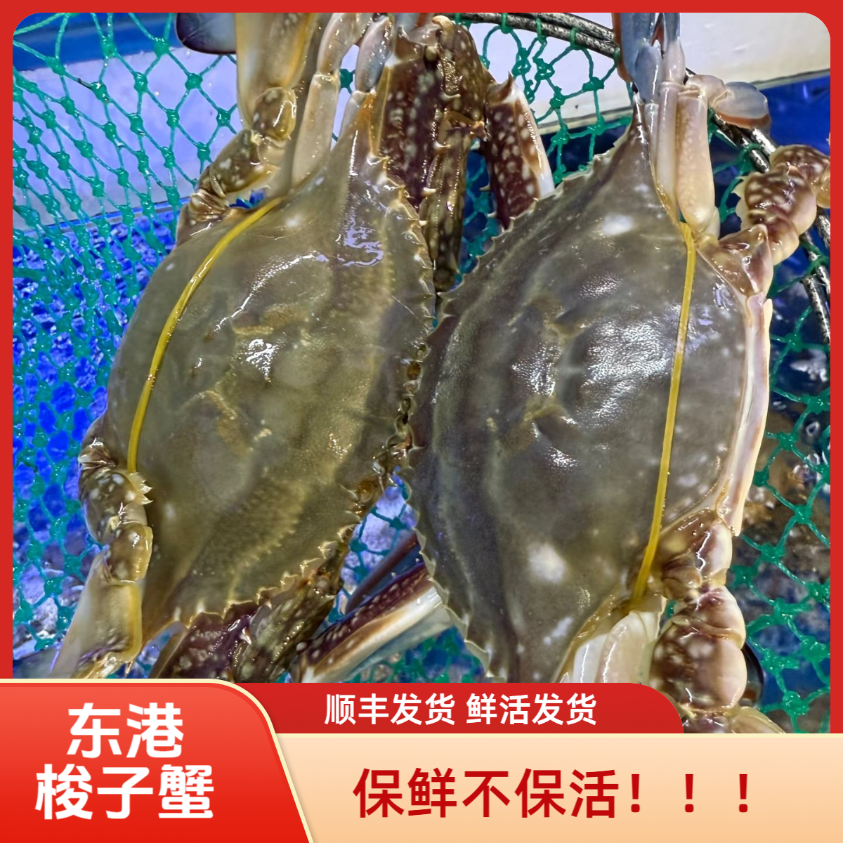 【保鲜不保活】东港大公梭子蟹 四两左右/只 3斤到手8只左右