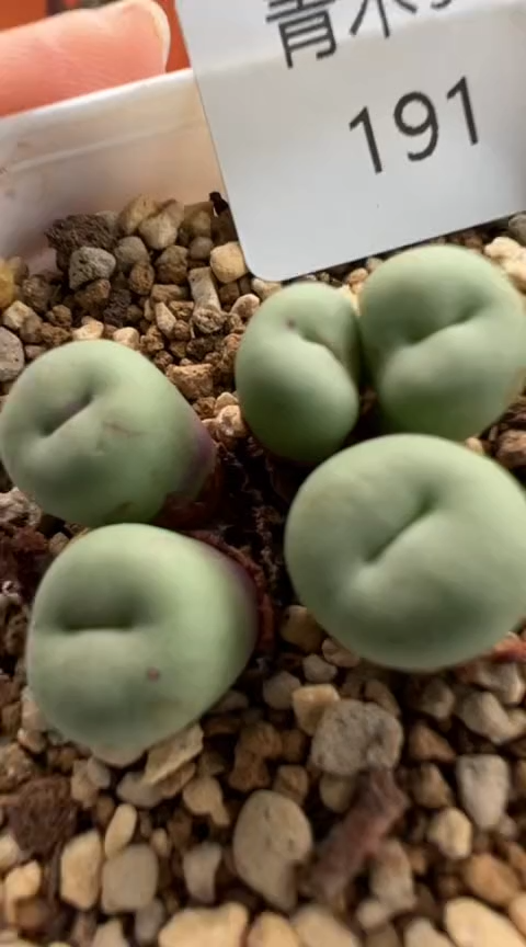 191超级无敌美丽到爆炸的美肉。。。。。。