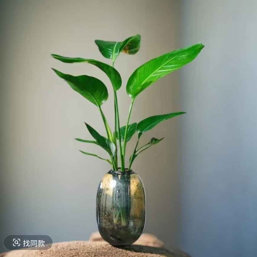 水培天堂鸟大叶绿植鹤望兰室内好养桌面盆栽净化空气带花瓶营养液