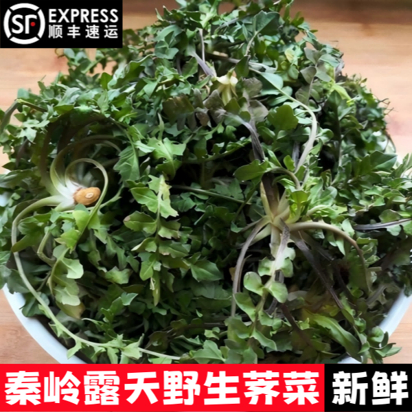 2025秦岭现挖荠菜新鲜霜打野菜地丁菜露天荠荠菜小叶荠菜