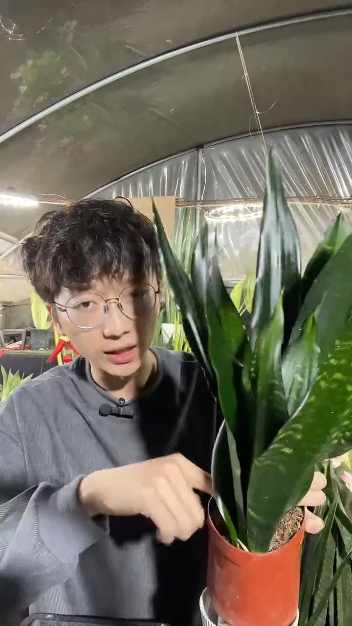 黑金刚带盆土19.9