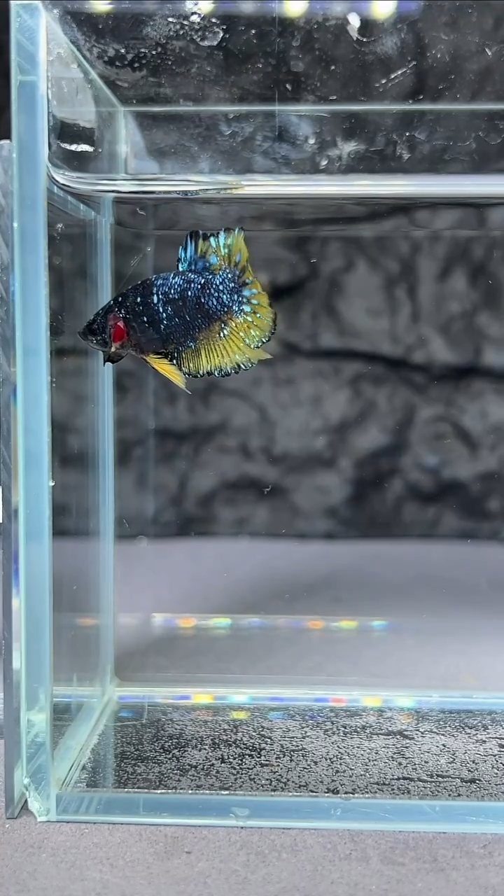 斗鱼竞拍链接A058