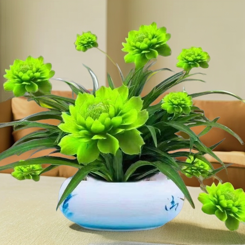 月光兰种球兰绿植浓香型种植耐热水培月光水土耐旱浓香四季养花卉