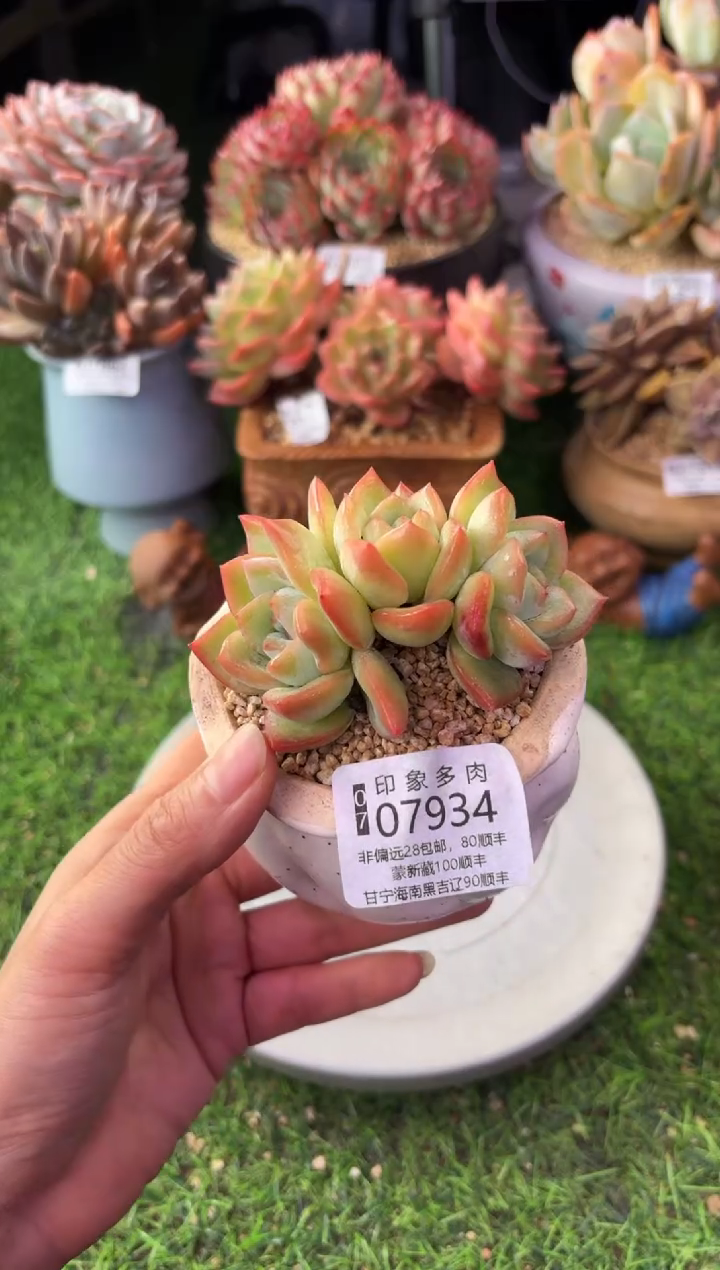 昆明印象多肉07934
