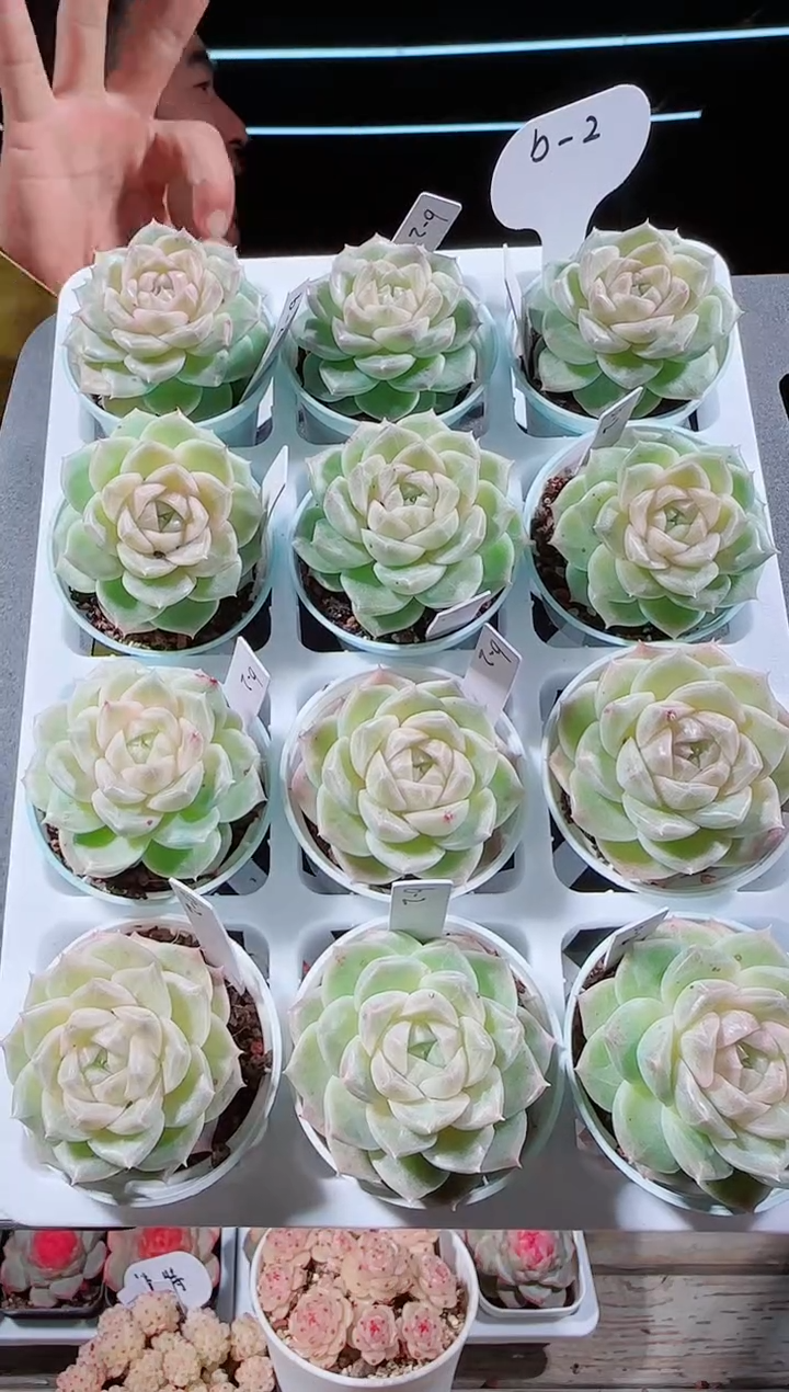 0104-15b2多肉量拍任意发一颗群生不包整