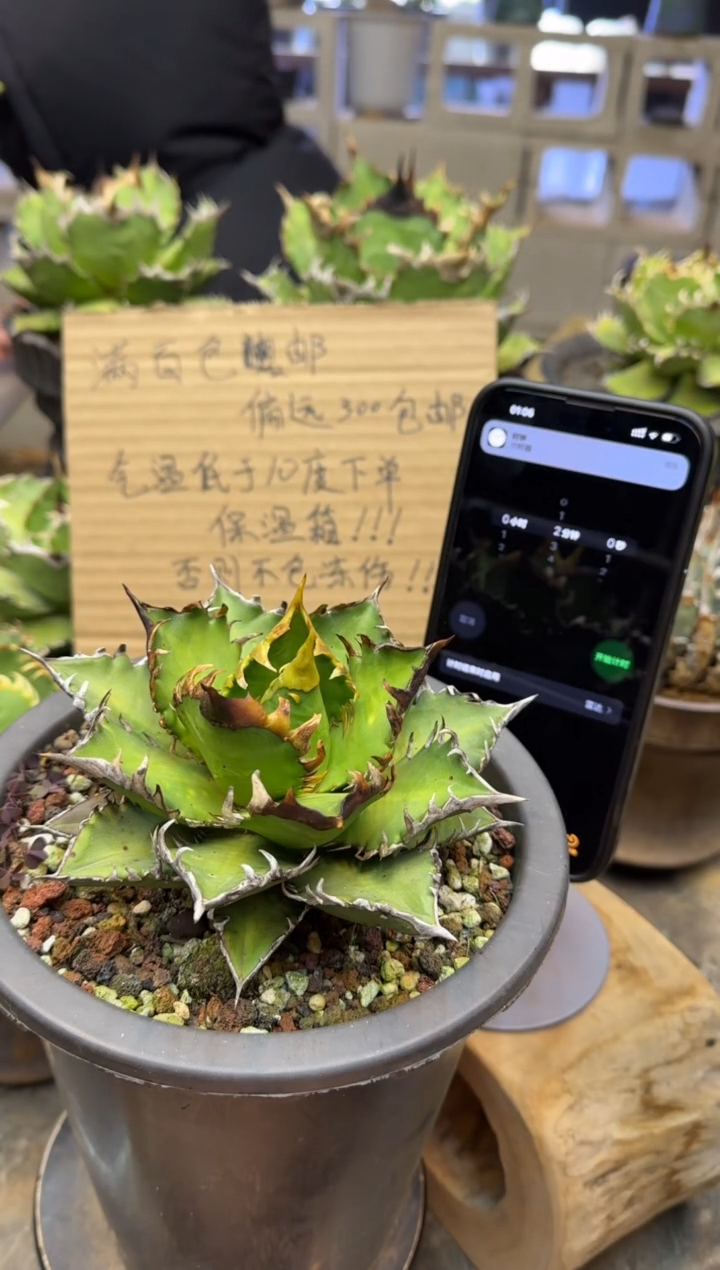 【闪购商品】红猫仁王冠龙舌兰