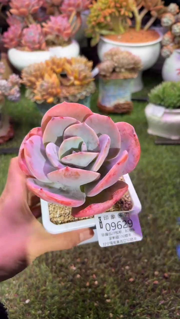 【闪购商品】09629