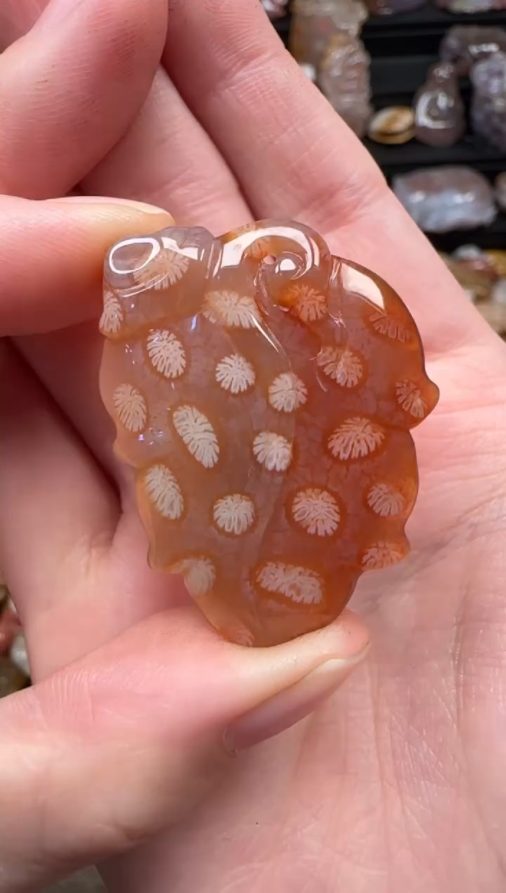 颈饰未镶嵌硅化珊瑚（珊瑚玉）382