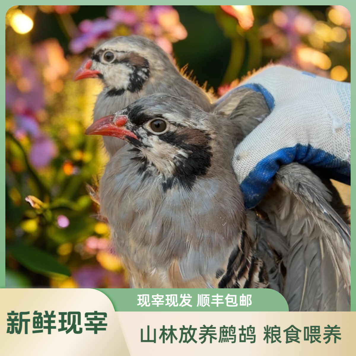 5只 鹧鸪  山林放养 现宰现发 包邮