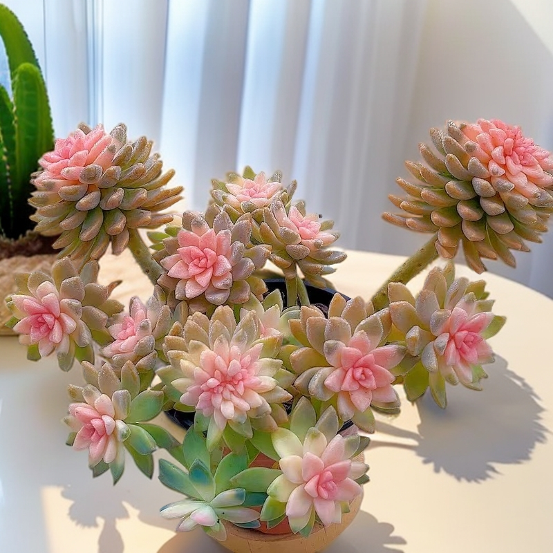 老桩幽灵公主淡雪锦多肉植物阳台客厅庭院楼顶花园耐热耐冻脱土发
