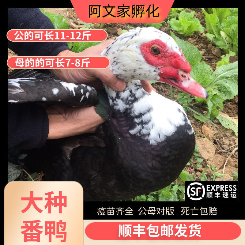 【正品大种黑白番鸭】鸳鸯鸭洋鸭藤子宠物鸭剑鸭火鸭旱鸭顺丰包邮