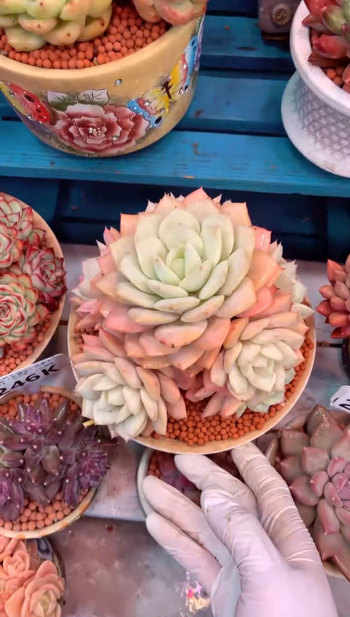 恋曲捧花443K（一物一拍，精品多肉，所见即所得 ）