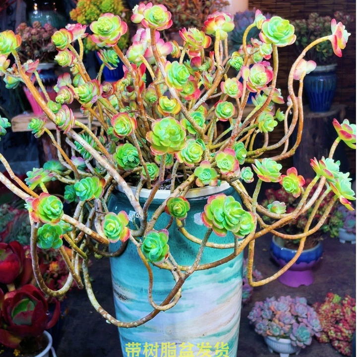 z圆叶薄化妆  精品多肉 新手好养 带好盆好土 云南基地直发