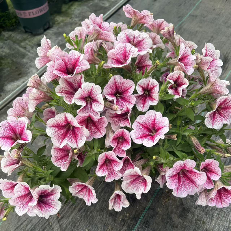 矮牵牛盆栽大苗阳台庭院垂吊植物花期长好养活室内外花卉