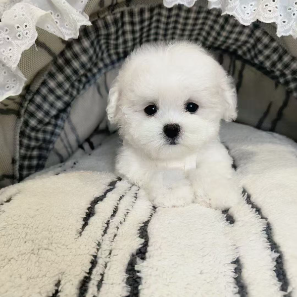 如东大顽皮①韩系小体比熊 宠物狗狗聪明温顺乖小狗