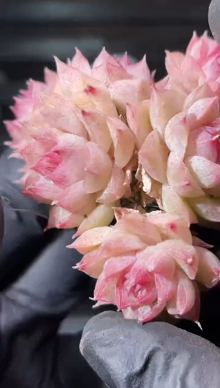 24-10暗纹麦秆3-4厘米不包整散量拍发一颗