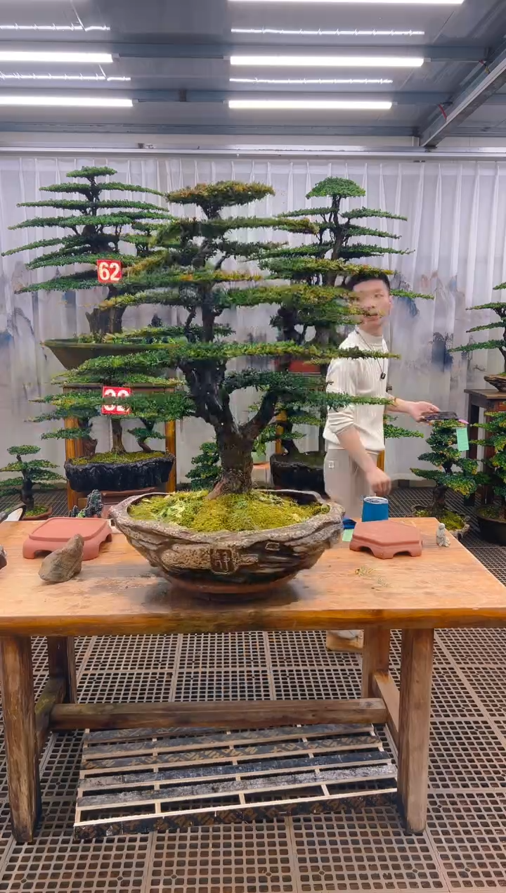 无花朵程精品盆景直播间一物一拍