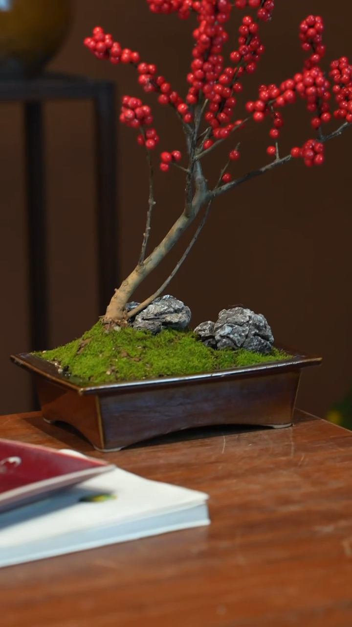 全部花朵冬青盆景盆景盆景