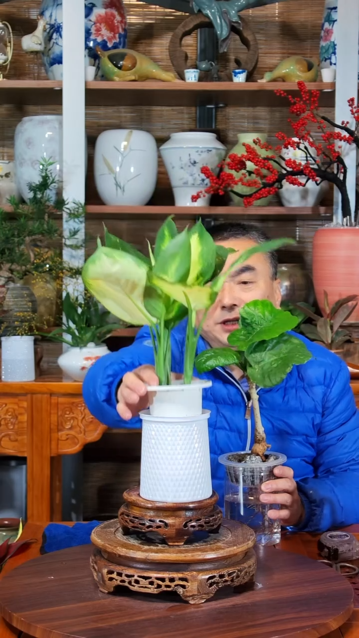 无花朵A****I水之韵水培玛丽安