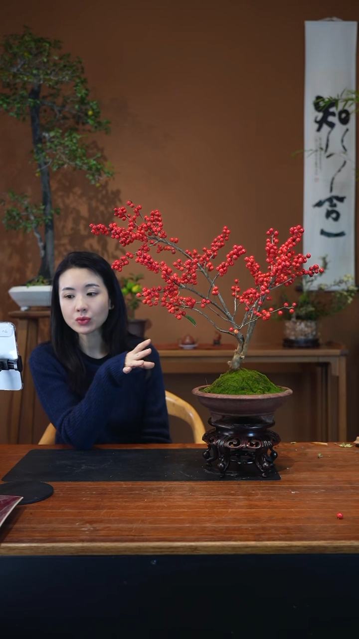 全部花朵冬青盆景盆景盆景