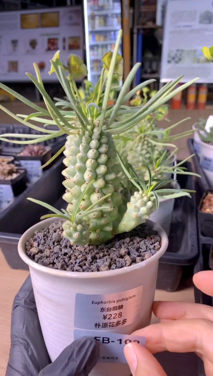 【闪购商品】东台麒麟FB-102